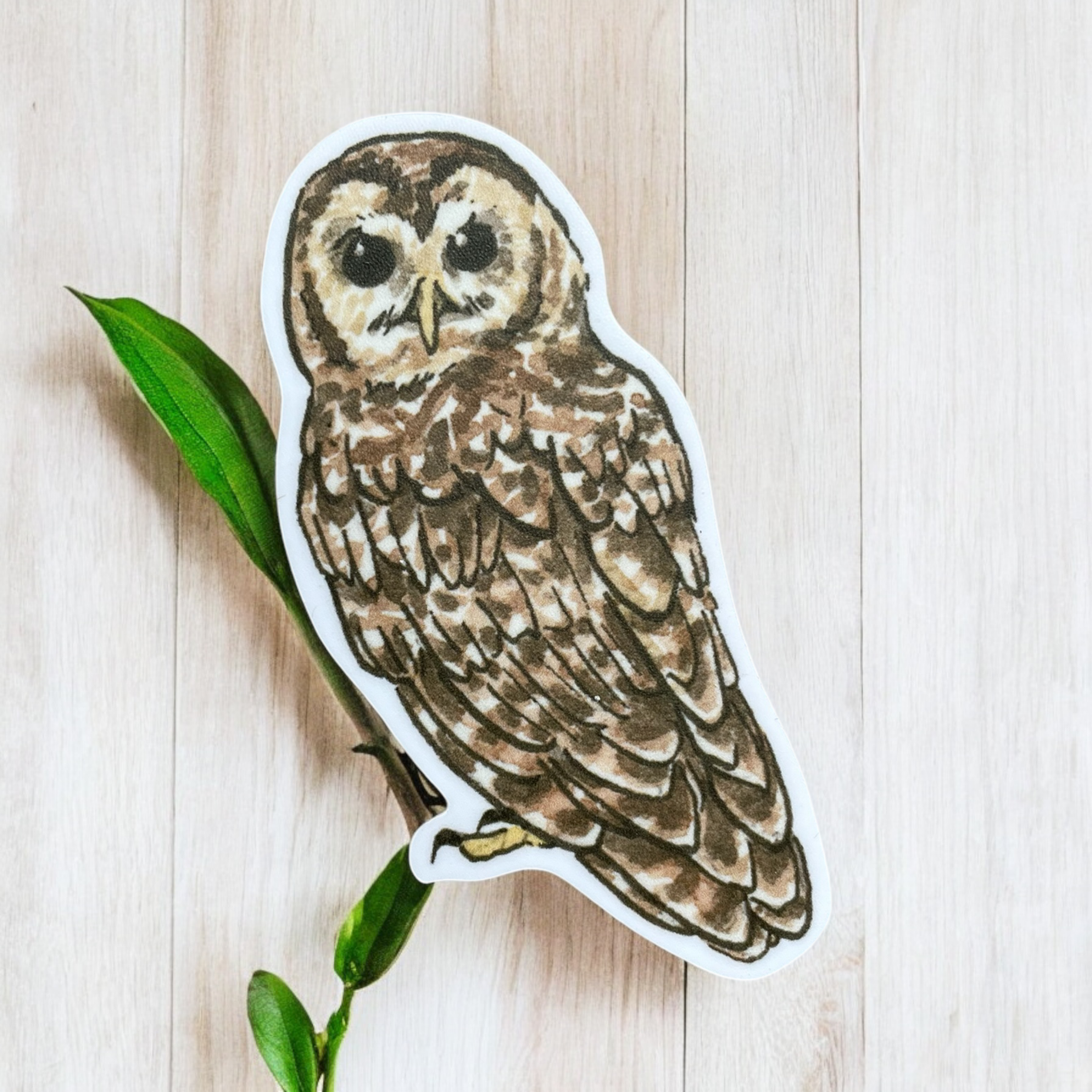 Northern Spotted Owl Sticker