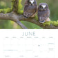 Owls 2024: A 12-Month Wall Calendar