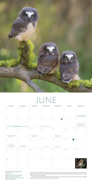 Owls 2024: A 12-Month Wall Calendar