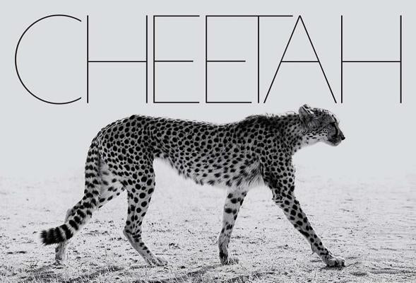 Mark Segal: Cheetah by Segal, Mark