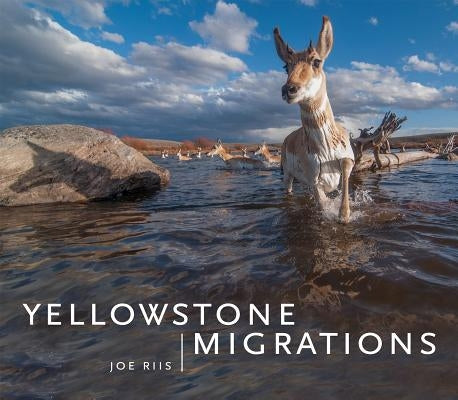 Yellowstone Migrations by Riis, Joe